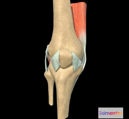 1524122 - PBR Game 3D Models - Knee With External Ligaments 3D Max