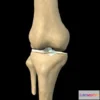 1524124 - PBR Game 3D Models - Knee With Internal Ligaments 3D Max
