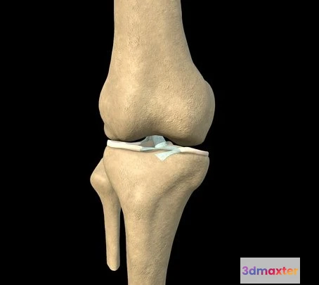 1524124 - PBR Game 3D Models - Knee With Internal Ligaments 3D Max