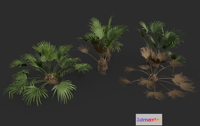1524242 - PBR Game 3D Models - Modular Needle Palm Tree 3D Max