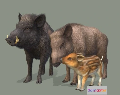 1524490 - PBR Game 3D Models - Wild Boar Family 3D Max