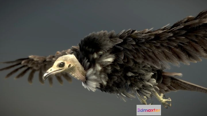 1524662 - PBR Game 3D Models - Hooded Vulture 3D Max