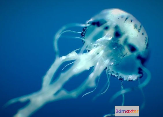 1524764 - PBR Game 3D Models - Purple Striped Jellyfish 3D Max