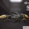 1524770 - PBR Game 3D Models - Rhinoceros beetle 3D Max