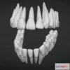 1524852 - PBR Game 3D Models - Teeth Dientes 3D Max