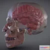 1524878 - PBR Game 3D Models - The Brain Inside The Skull 3D Max