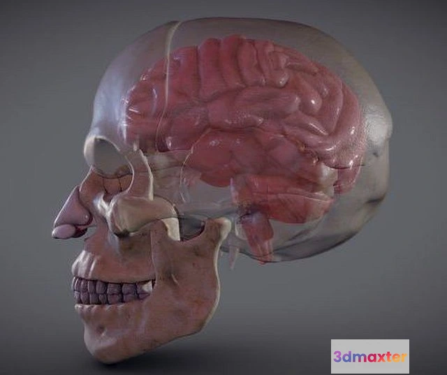 1524878 - PBR Game 3D Models - The Brain Inside The Skull 3D Max