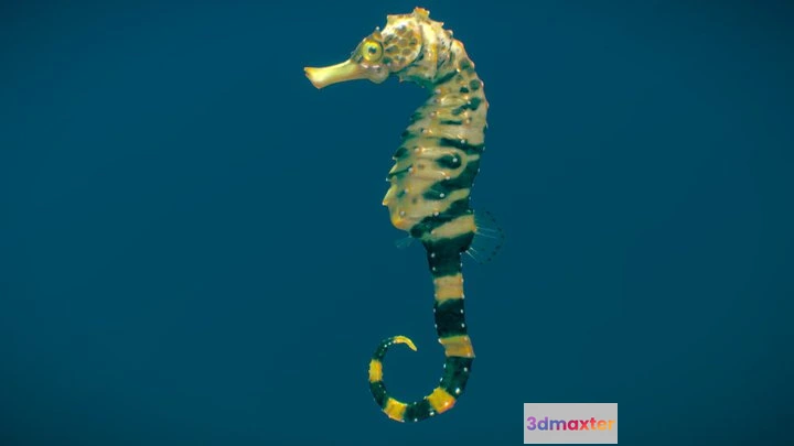 1524900 - PBR Game 3D Models - Tiger Tail Seahorse 3D Max