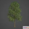 1524902 - PBR Game 3D Models - Tilia Americana 3D Max