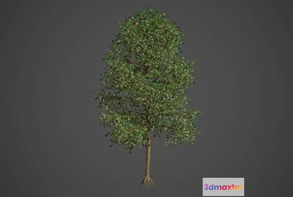 1524902 - PBR Game 3D Models - Tilia Americana 3D Max