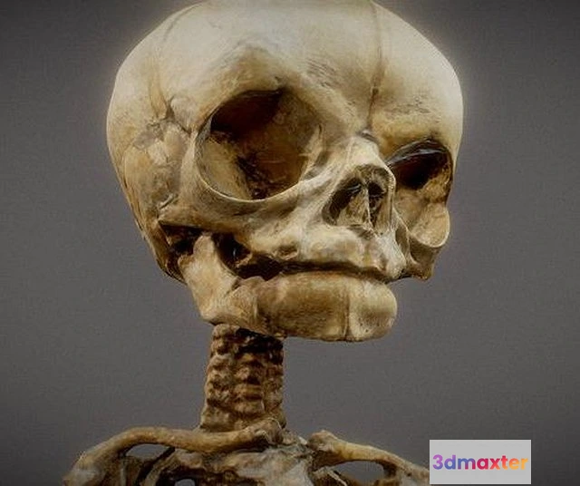 1524952 - PBR Game 3D Models - Unborn Human Foetus 3D Max