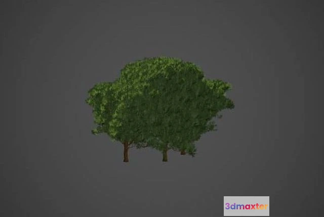 1525050 - PBR Game 3D Models - Western Red Cedar Collection - Thuja Plicata 3D Max