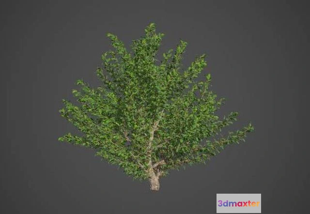 1525316 - PBR Game 3D Models - African Boxwood Collection - Myrsine Africana 3D Max