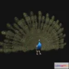 1525396 - PBR Game 3D Models - Aniamted peacock peafowl 3D Max