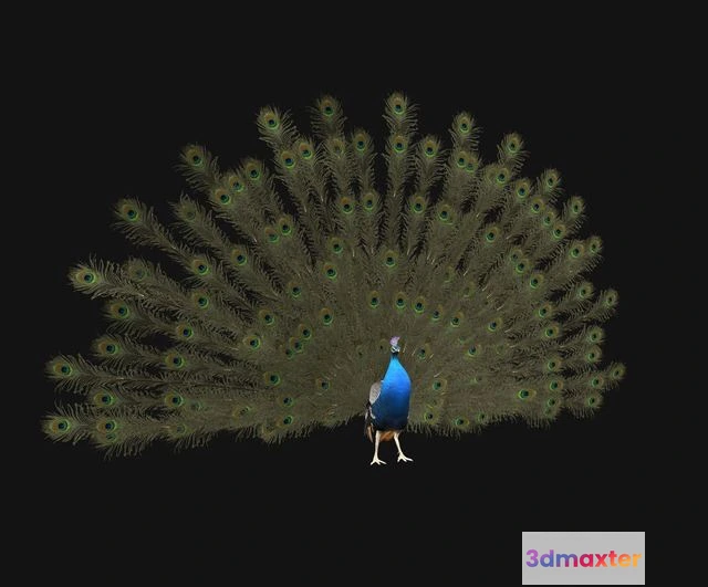 1525396 - PBR Game 3D Models - Aniamted peacock peafowl 3D Max