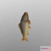 1525410 - PBR Game 3D Models - Animated carp fish 3D Max
