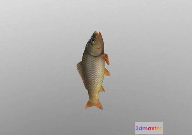 1525410 - PBR Game 3D Models - Animated carp fish 3D Max