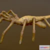 1525414 - PBR Game 3D Models - Animated Facehugger 3D Max