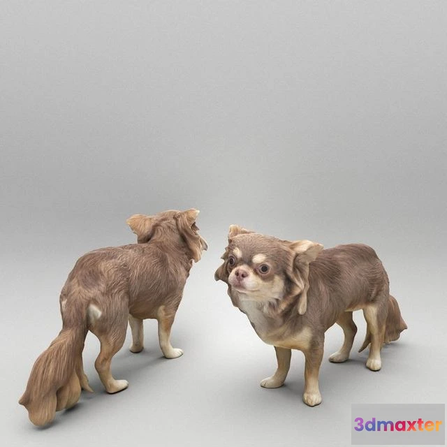 1525694 - PBR Game 3D Models - Chihuahua dog 24 3D Max