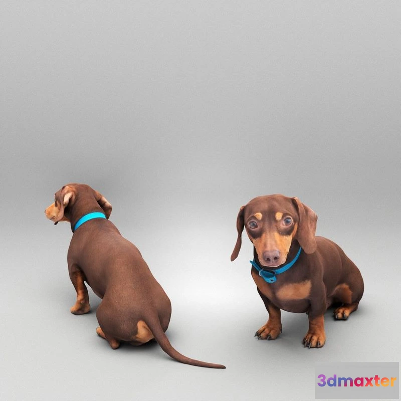 1525778 - PBR Game 3D Models - Dachshund dog 26 3D Max