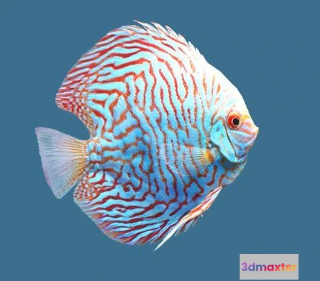 1525798 - PBR Game 3D Models - Discus Checkerboard Pigeon 3D Max