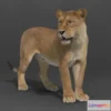 1525910 - PBR Game 3D Models - Female Lion Rigged VFX Grace 3D Max