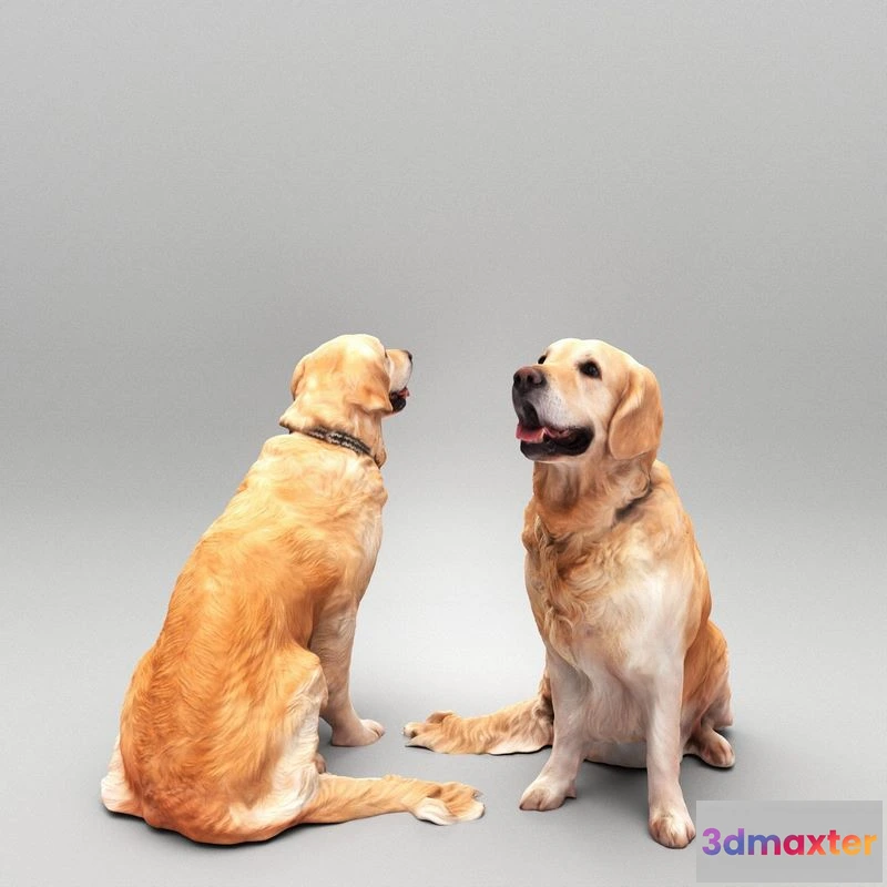 1526054 - PBR Game 3D Models - Golden retriever dog 23 3D Max