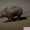 1526264 - PBR Game 3D Models - Mouse Gray Rat Animated 3D Max