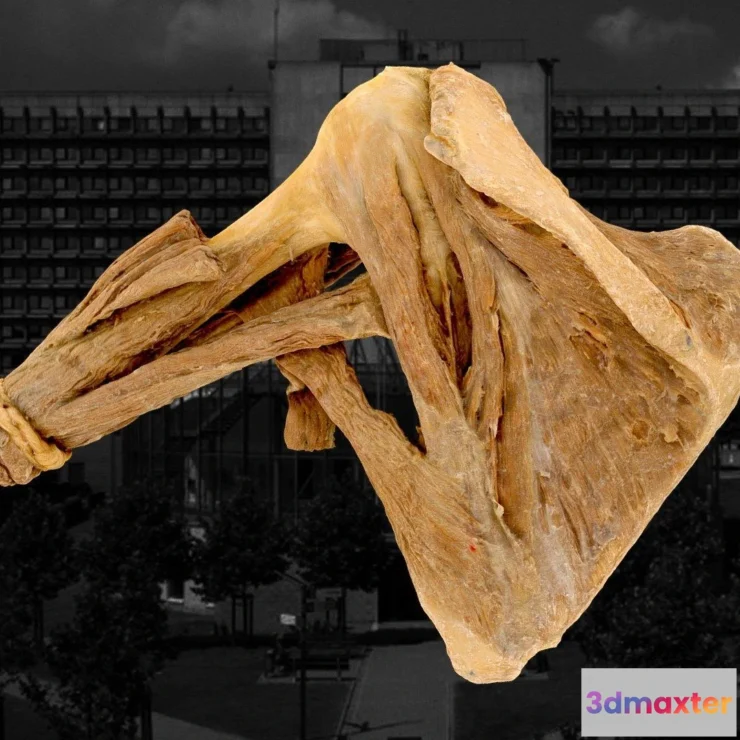 1526284 - PBR Game 3D Models - Muscles De Lepaule 3D Max