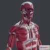 1526286 - PBR Game 3D Models - Musculoskeletal With Nerves Vessels Lymphatics 3D Max