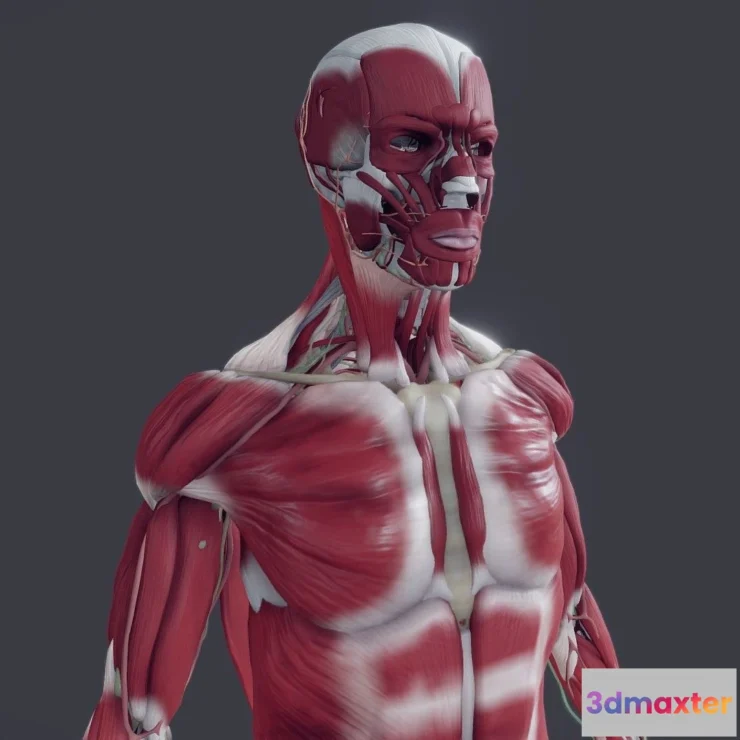 1526286 - PBR Game 3D Models - Musculoskeletal With Nerves Vessels Lymphatics 3D Max