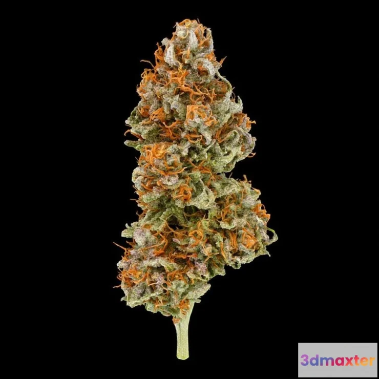 1526306 - PBR Game 3D Models - Nanas Parm Cannabis Model 3D Max