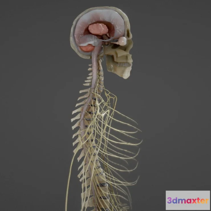 1526338 - PBR Game 3D Models - Nerves With A Skeletal Cross Section 3D Max