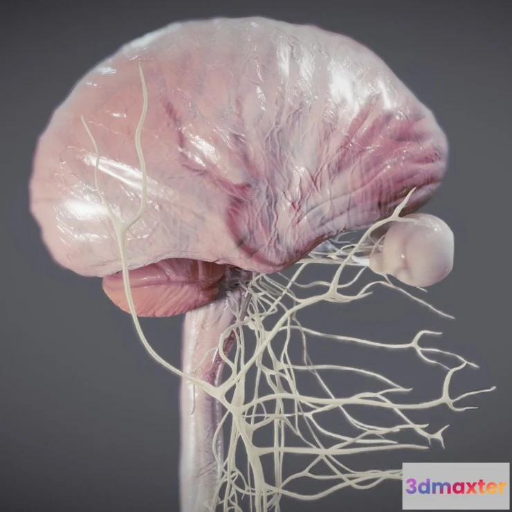 1526340 - PBR Game 3D Models - Nervous System And Dura Mater 3D Max