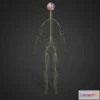 1526342 - PBR Game 3D Models - Nervous System Lowpoly 3D Max