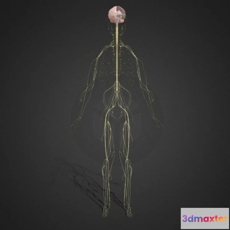 1526342 - PBR Game 3D Models - Nervous System Lowpoly 3D Max
