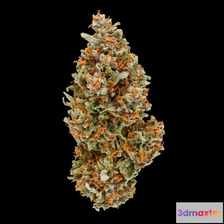 1526374 - PBR Game 3D Models - Northern Lights Cannabis Model 3D Max