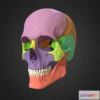 1526498 - PBR Game 3D Models - P02 Skull 3D Max