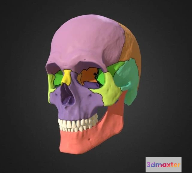 1526498 - PBR Game 3D Models - P02 Skull 3D Max