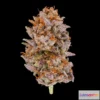 1526574 - PBR Game 3D Models - Peanut Butter Breath Cannabis Model 3D Max
