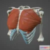 1526580 - PBR Game 3D Models - Pectoralis Major 3D Max