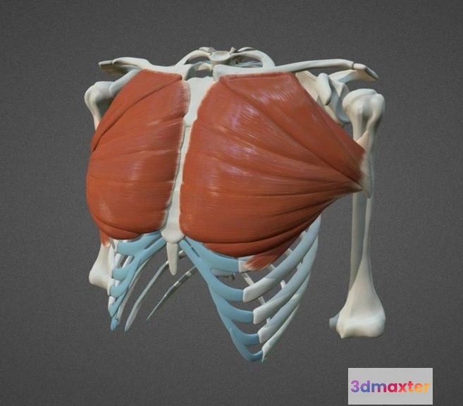 1526580 - PBR Game 3D Models - Pectoralis Major 3D Max