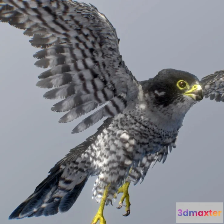 1526600 - PBR Game 3D Models - Peregrine Falcon 3D Max