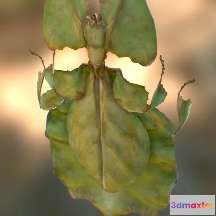 1526628 - PBR Game 3D Models - Phylliidae-Leaf insect 3D Max