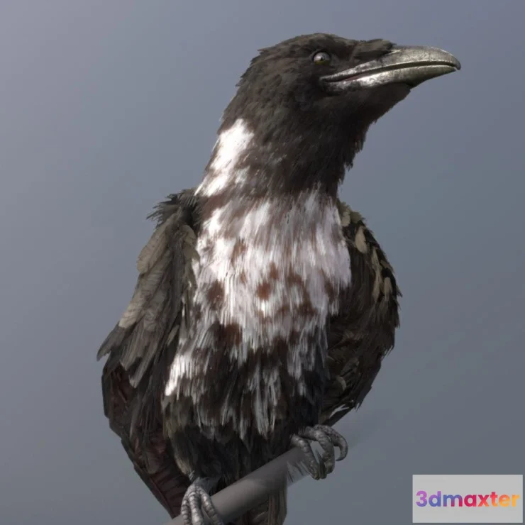 1526636 - PBR Game 3D Models - Pied Crow 3D Max