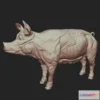 1526638 - PBR Game 3D Models - Pig Anatomy 3D Max