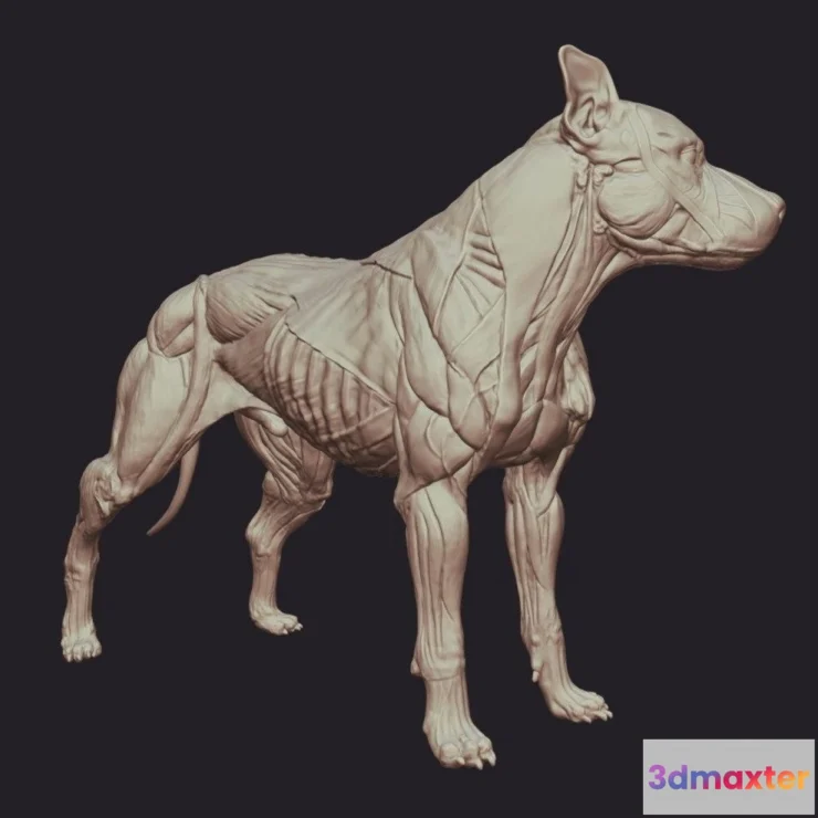 1526674 - PBR Game 3D Models - Pitbull Dog Anatomy 3D Max