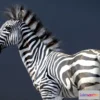 1526682 - PBR Game 3D Models - Plains Zebra 3D Max
