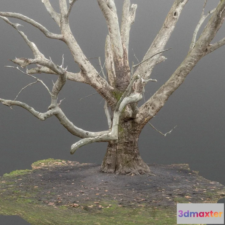 1526686 - PBR Game 3D Models - Plane Tree Trunk 3D Max