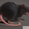 1526892 - PBR Game 3D Models - Rat Rigged Animated Pbr Real Time Fur 3D Max